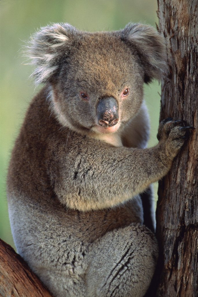 Detail of Koala bear by Corbis