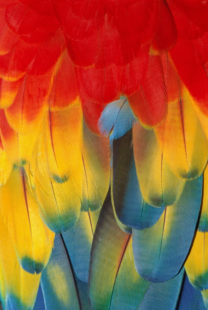 Detail of Red and yellow macaw by Anonymous