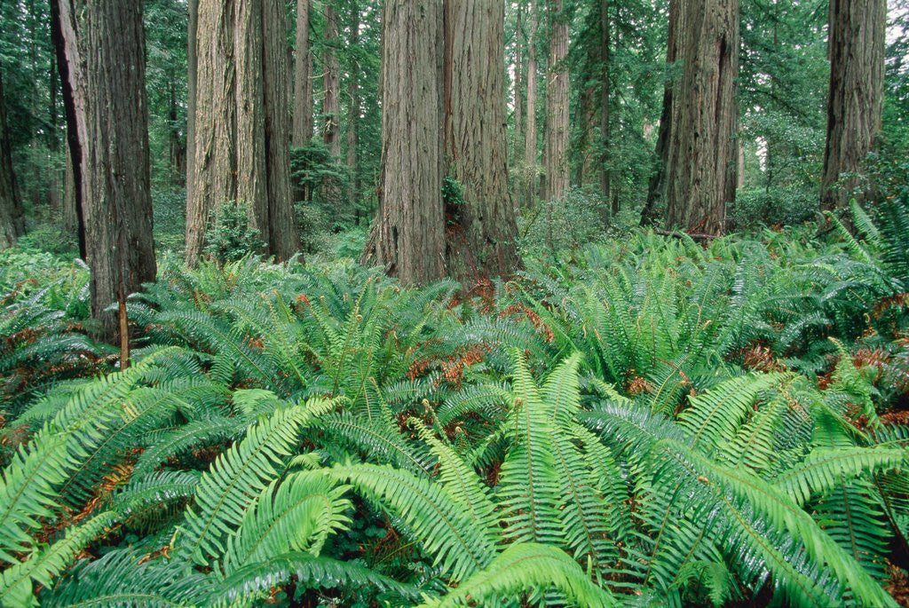 Detail of Ferns in forest, Redwood National Park, California, USA by Corbis