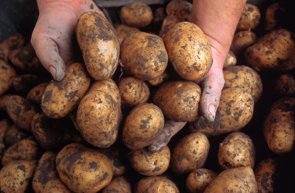 Detail of Potato harvest by Anonymous