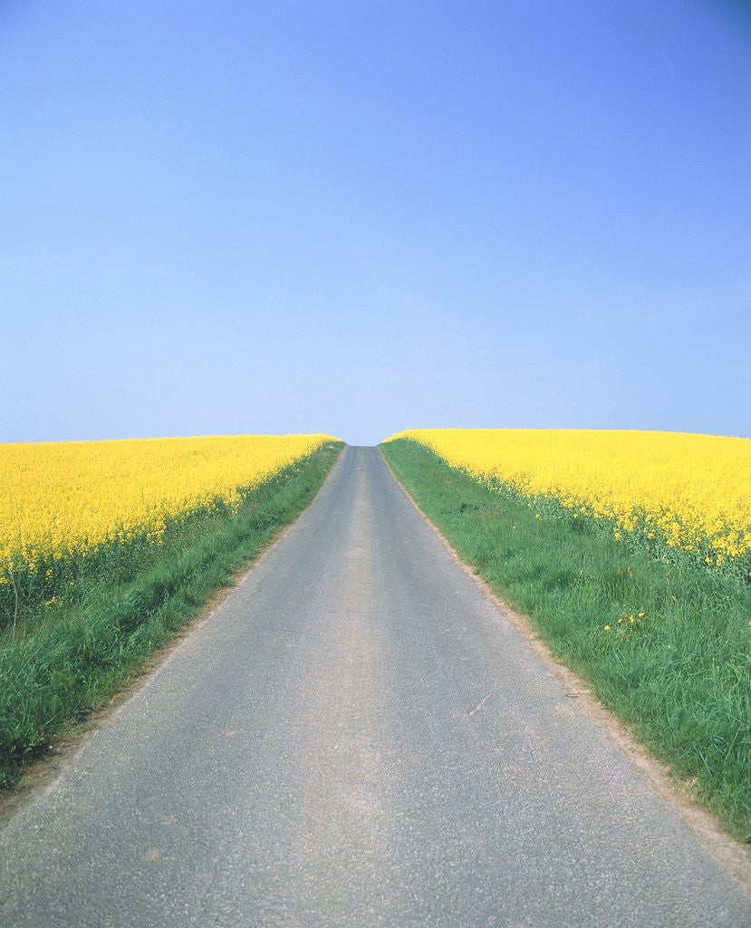 Detail of Country road between cole fields by Anonymous