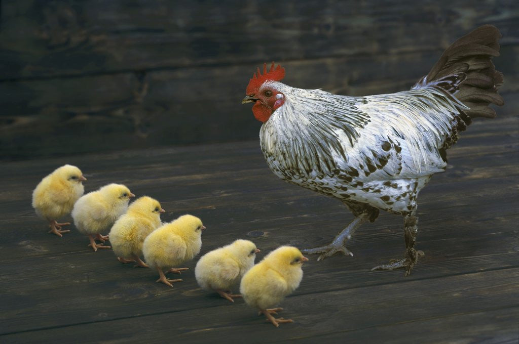Detail of Hen with her chicken by Anonymous