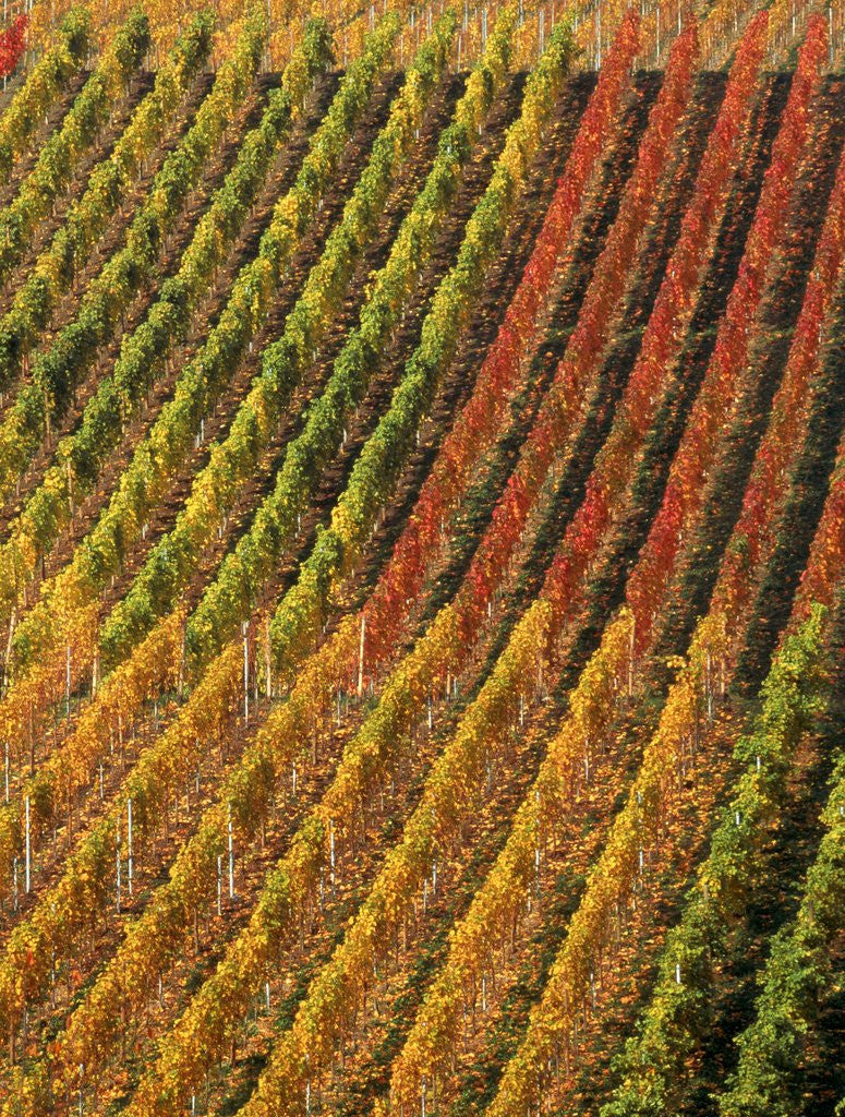 Detail of Vineyard, Germany by Anonymous