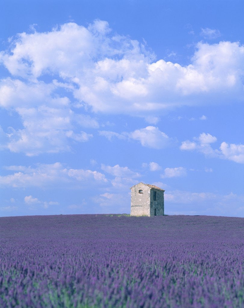 Detail of Blooming lavender and stone house in France by Corbis