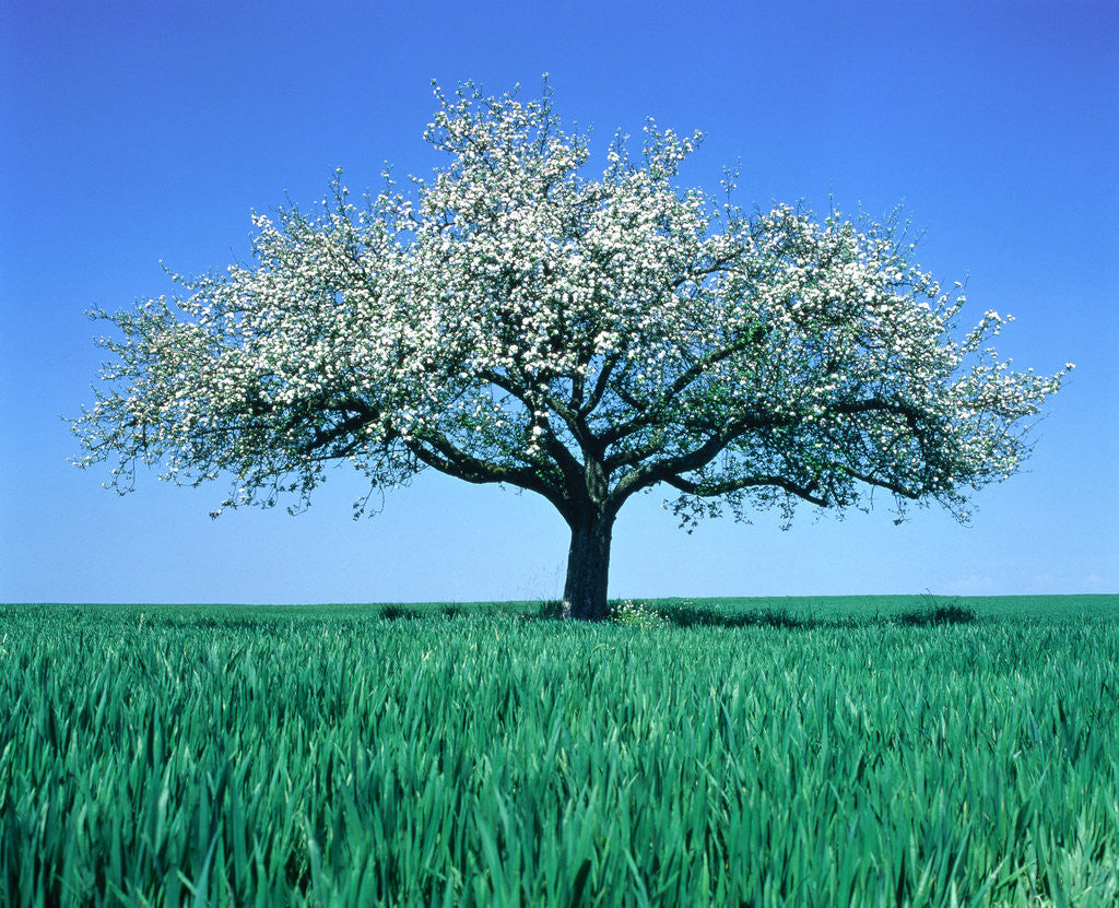 Detail of Blossoming Tree in Field by Anonymous