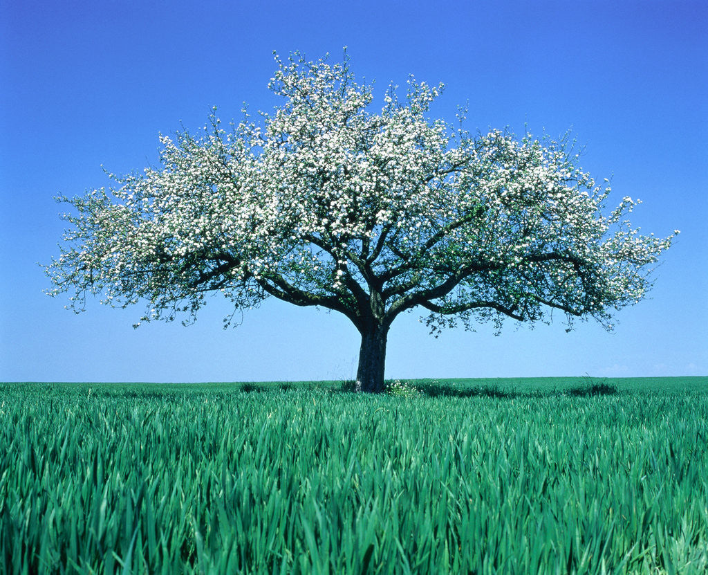 Detail of Blossoming Tree in Field by Corbis