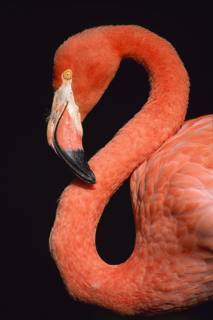 Detail of American flamingo by Anonymous