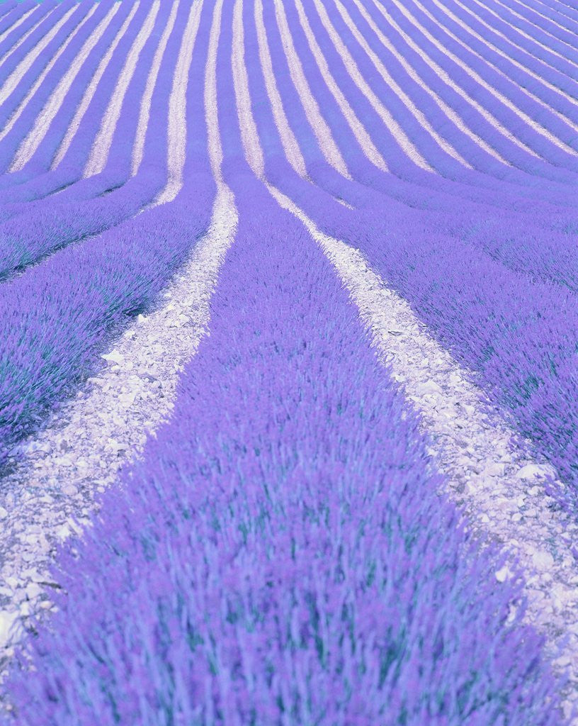Detail of Blooming lavender in lines by Corbis