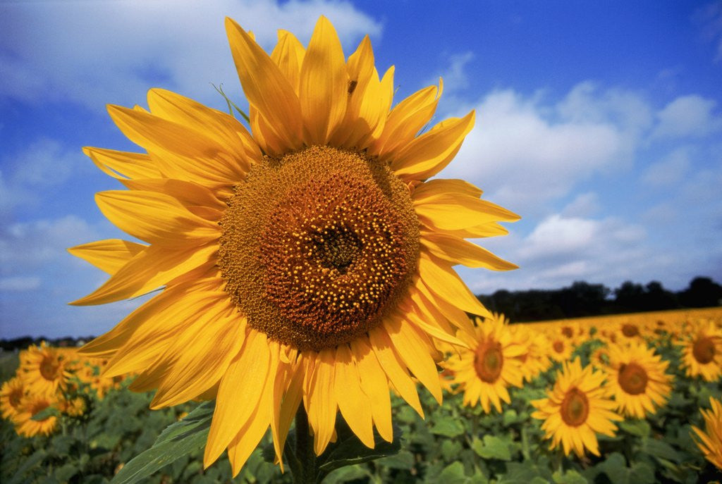 Detail of Sunflower field, summer by Corbis