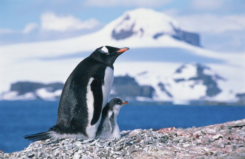 Detail of Mother and baby gentoo penguins by Anonymous