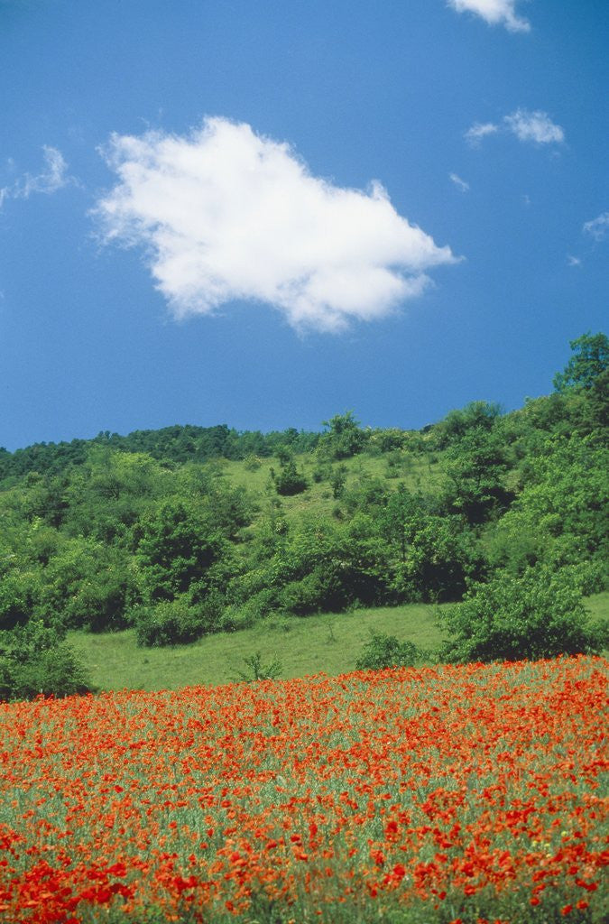 Detail of Poppy meadow in landscape by Anonymous