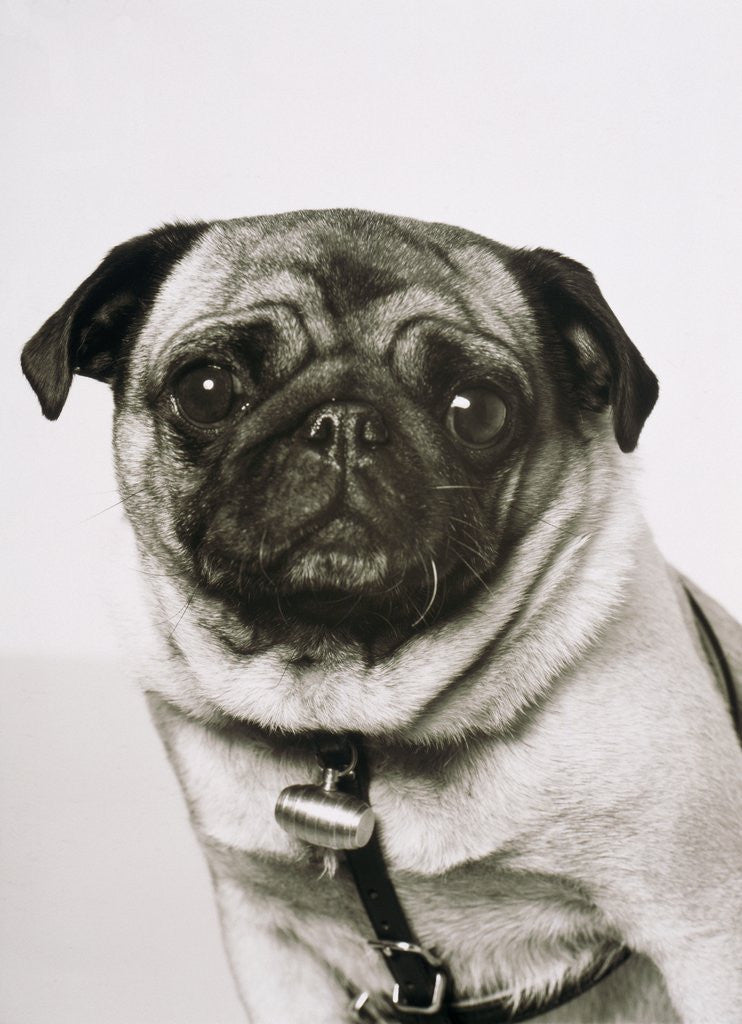 Detail of Pug dog by Corbis