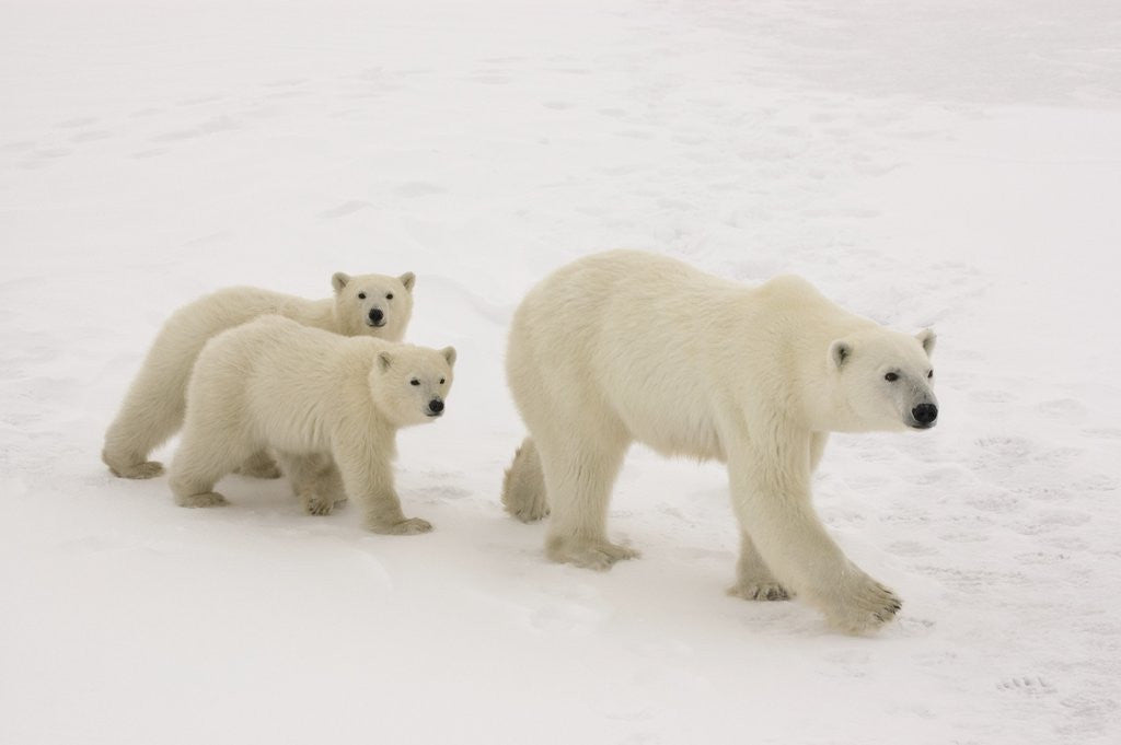 Detail of Polar Bear Mother and Cubs by Anonymous