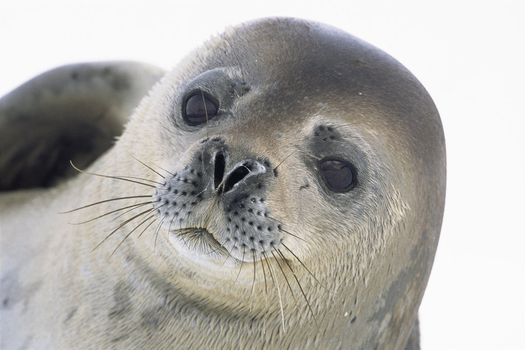 Detail of Face of Crabeater Seal by Anonymous