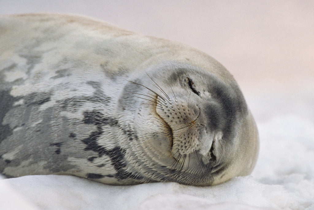 Weddell Seal Sleeping by Corbis