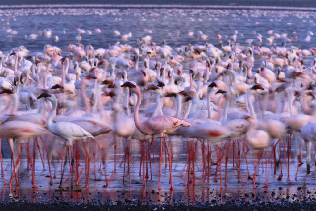 Detail of Flock of Lesser Flamingoes by Anonymous