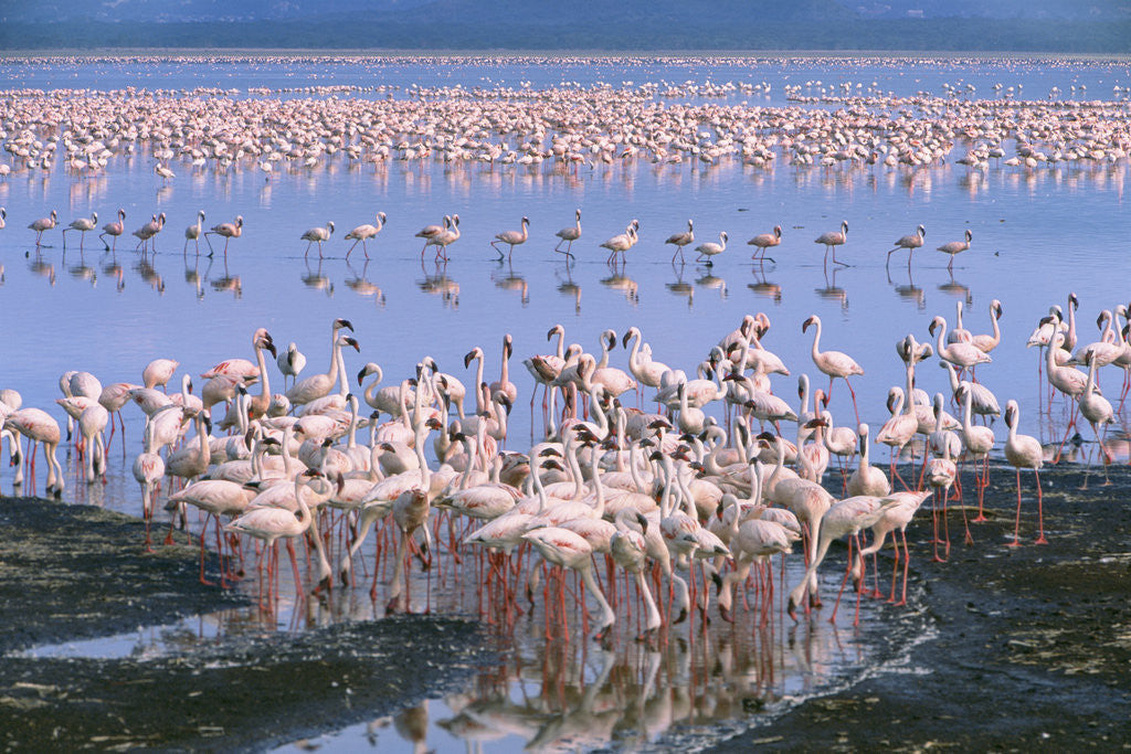 Detail of Flock of Lesser Flamingoes by Anonymous