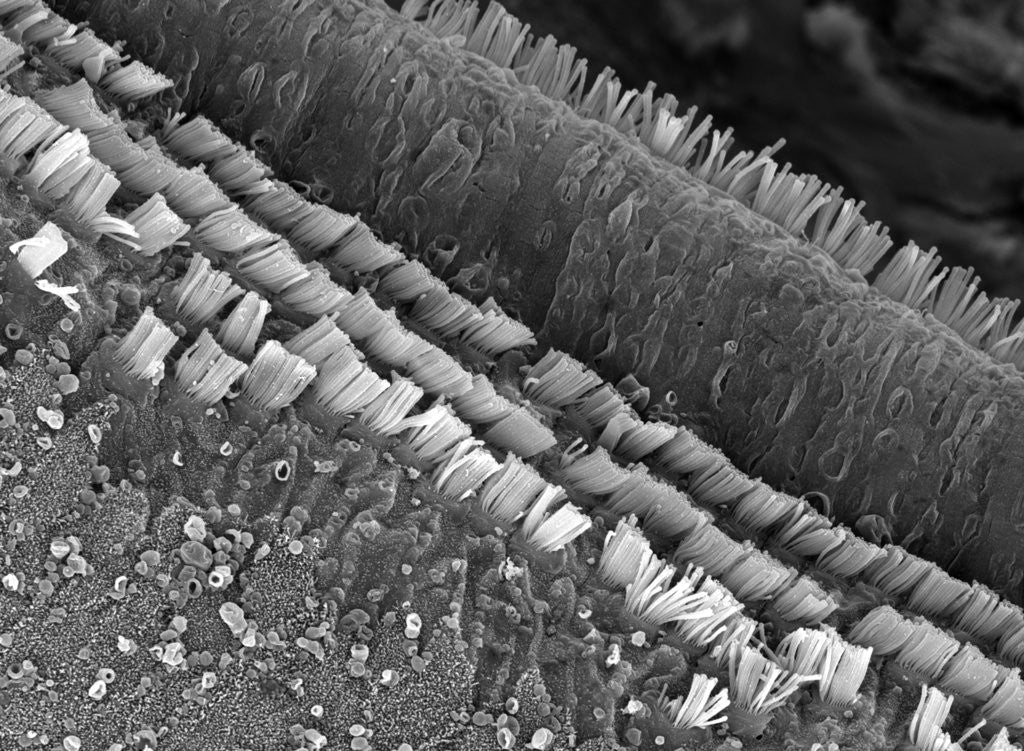 Detail of Cochlear Cilia by Anonymous