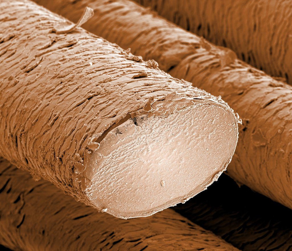 Detail of Human Hair Magnified 1250x by Corbis
