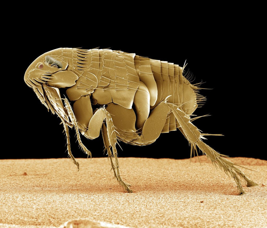 Detail of Cat Flea by Anonymous