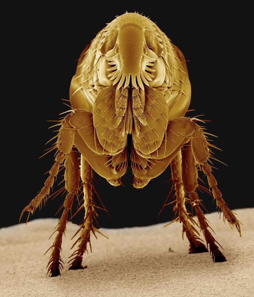 Detail of Cat Flea by Anonymous