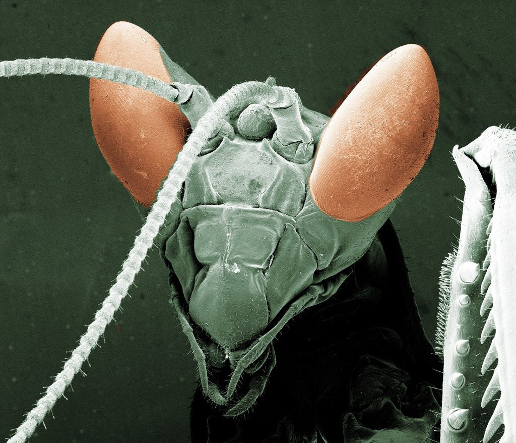 Detail of Praying Mantis Head by Anonymous