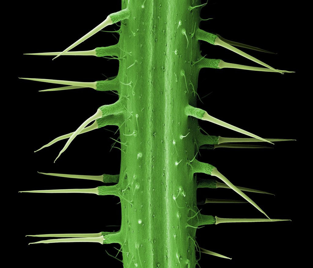 Detail of Stinging Hair of Nettle by Anonymous