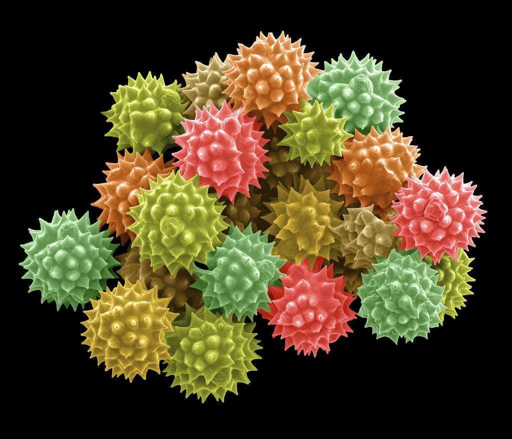 Detail of Pollen Grains by Anonymous