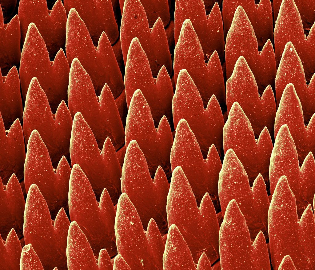 Detail of Snail Teeth by Anonymous