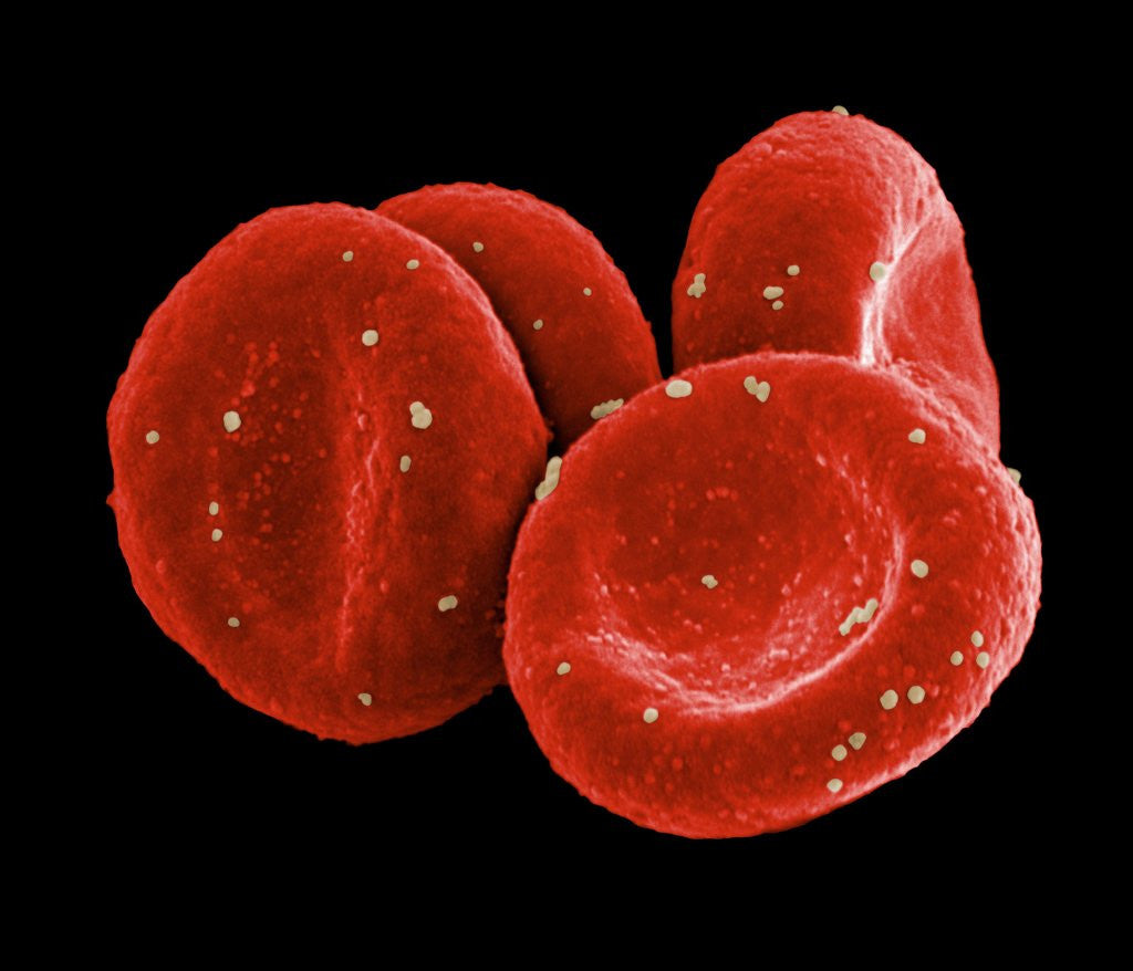 Detail of Red Blood Cells by Anonymous