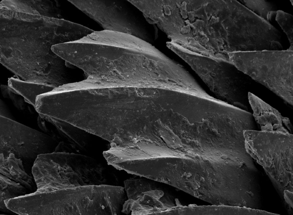 Detail of Shark Skin Scale by Anonymous