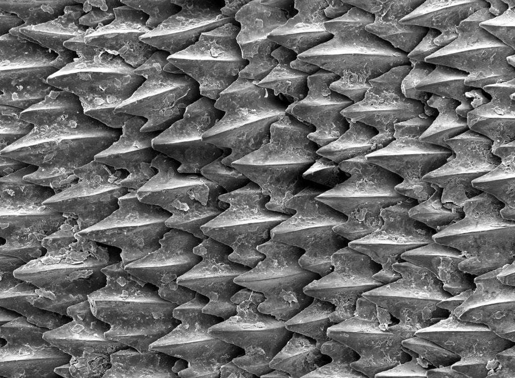 Detail of Great White Shark Scales by Corbis