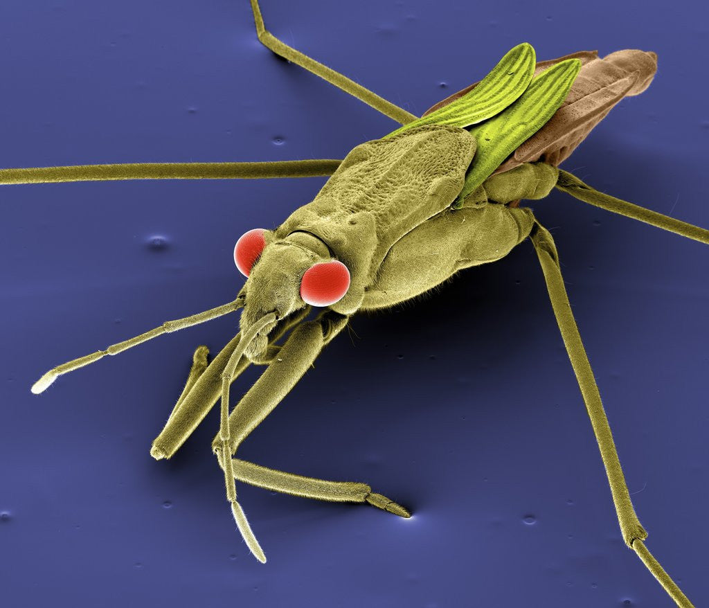 Detail of Pondskater by Anonymous