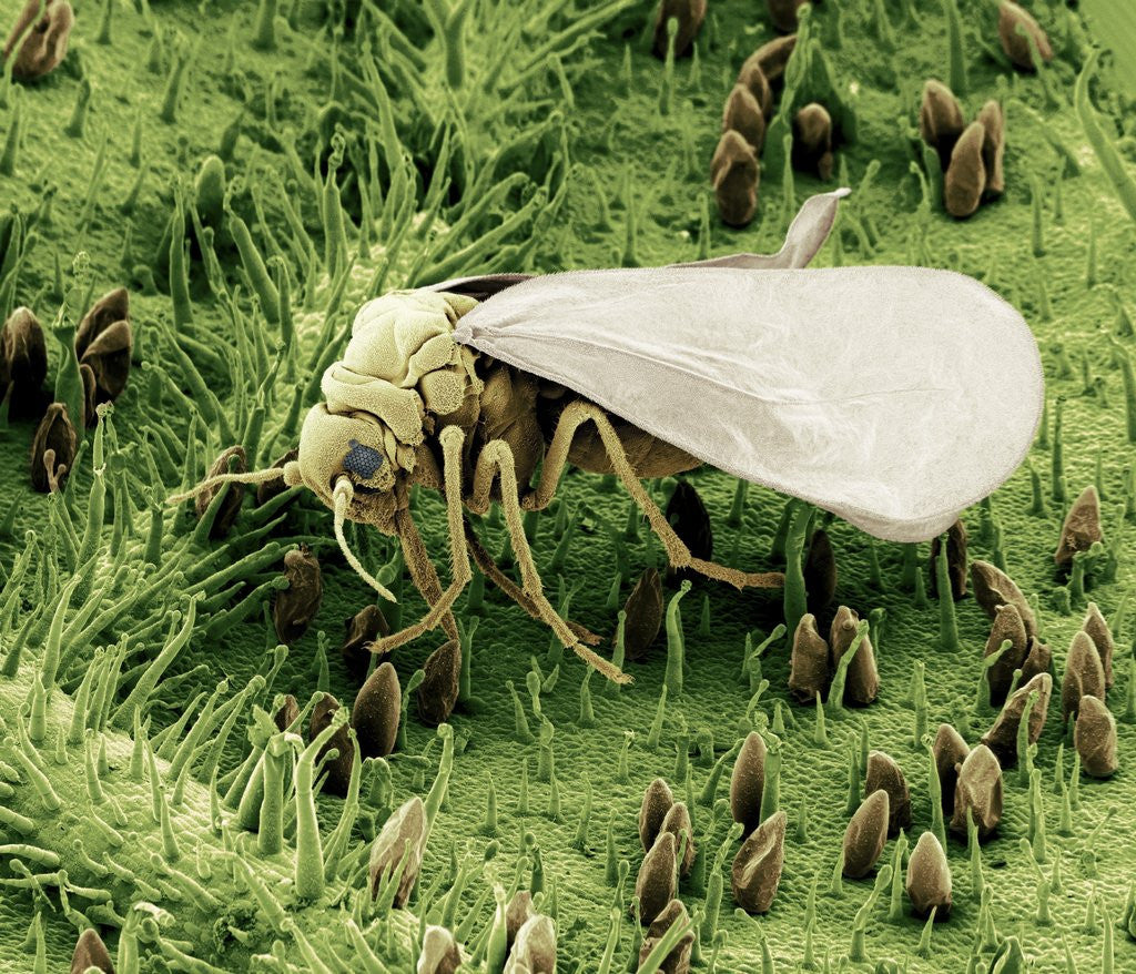 Detail of Whitefly on Leaf by Anonymous