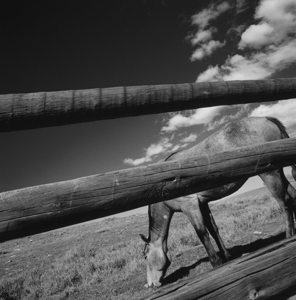 Detail of Black and white tilted view of horse grazing in meadow with wooden fence in foreground by Anonymous