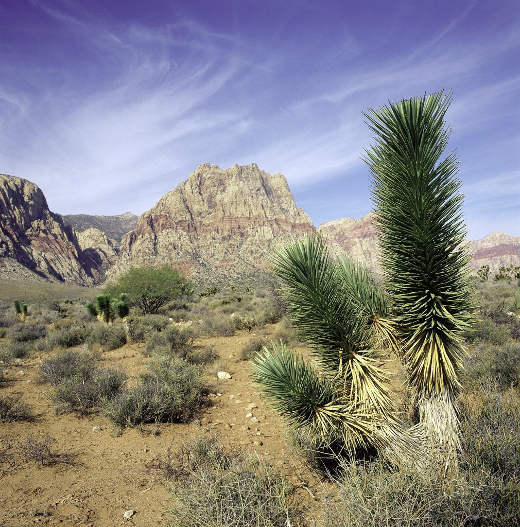 Detail of Tree in desert setting with rock formations in the background by Anonymous