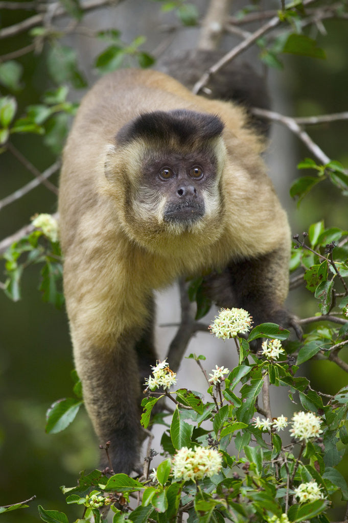 Detail of Black-tufted Capuchin by Anonymous