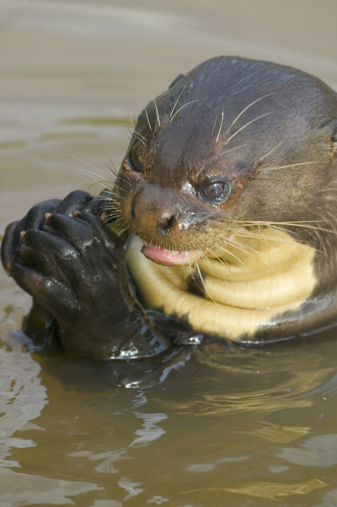Detail of Giant River Otter by Anonymous