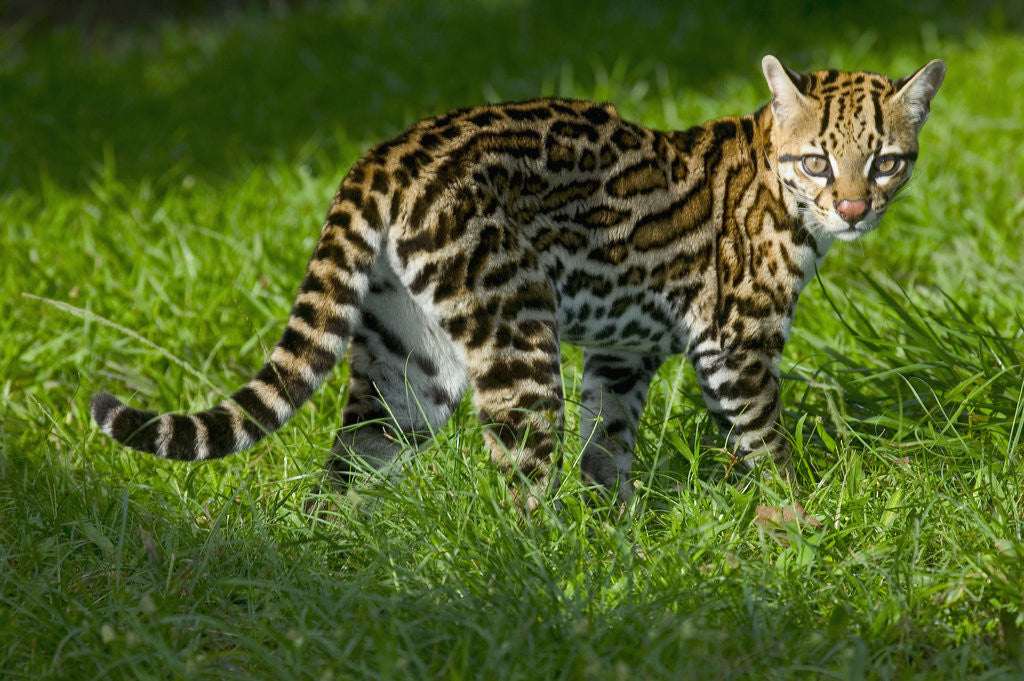 Detail of Ocelot by Anonymous