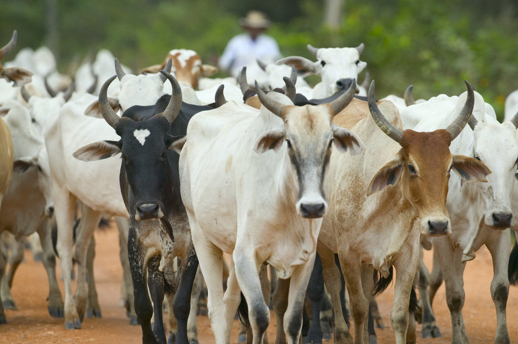 Detail of Herd of Cattle by Anonymous