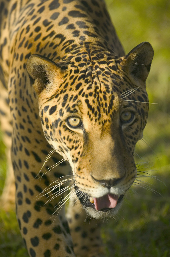 Detail of Jaguar by Anonymous