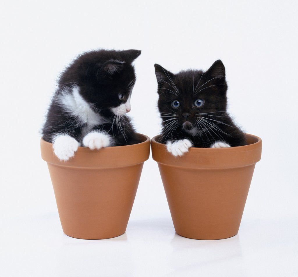 Detail of Two Kittens in Flower Pots by Anonymous