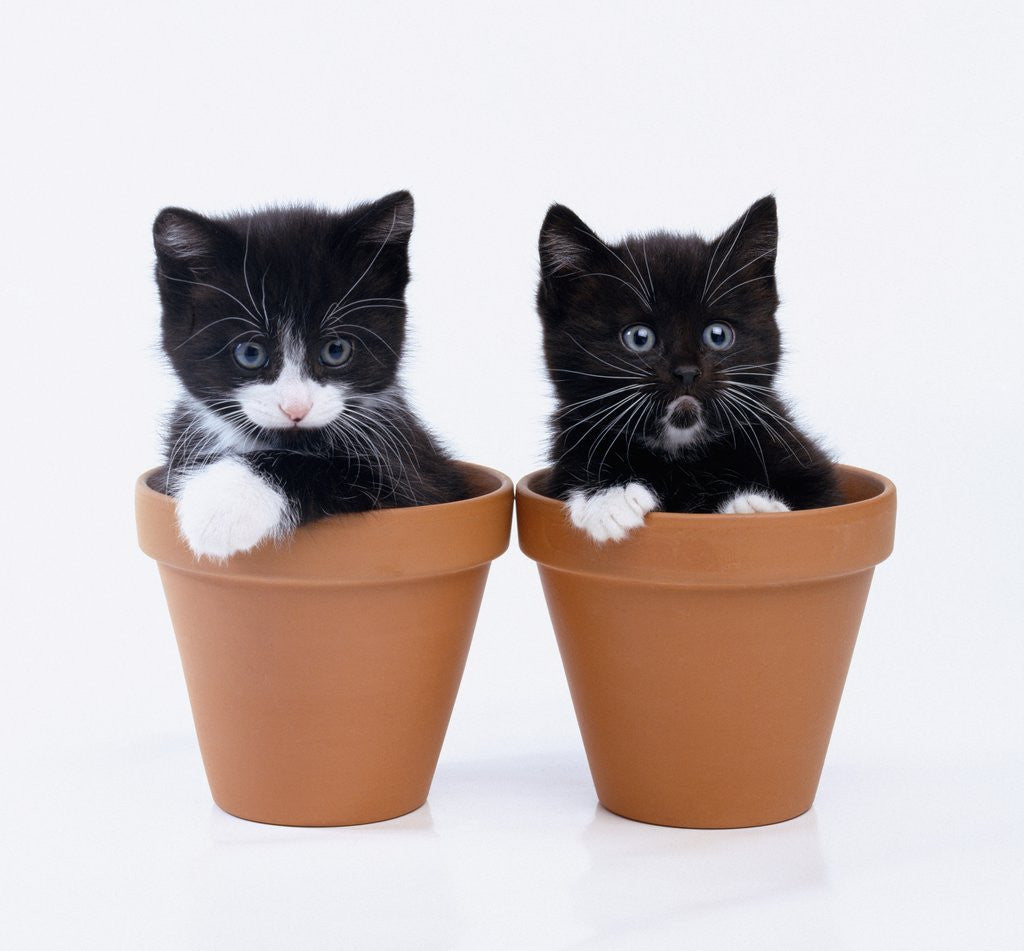 Detail of Two Kittens in Flower Pots by Corbis