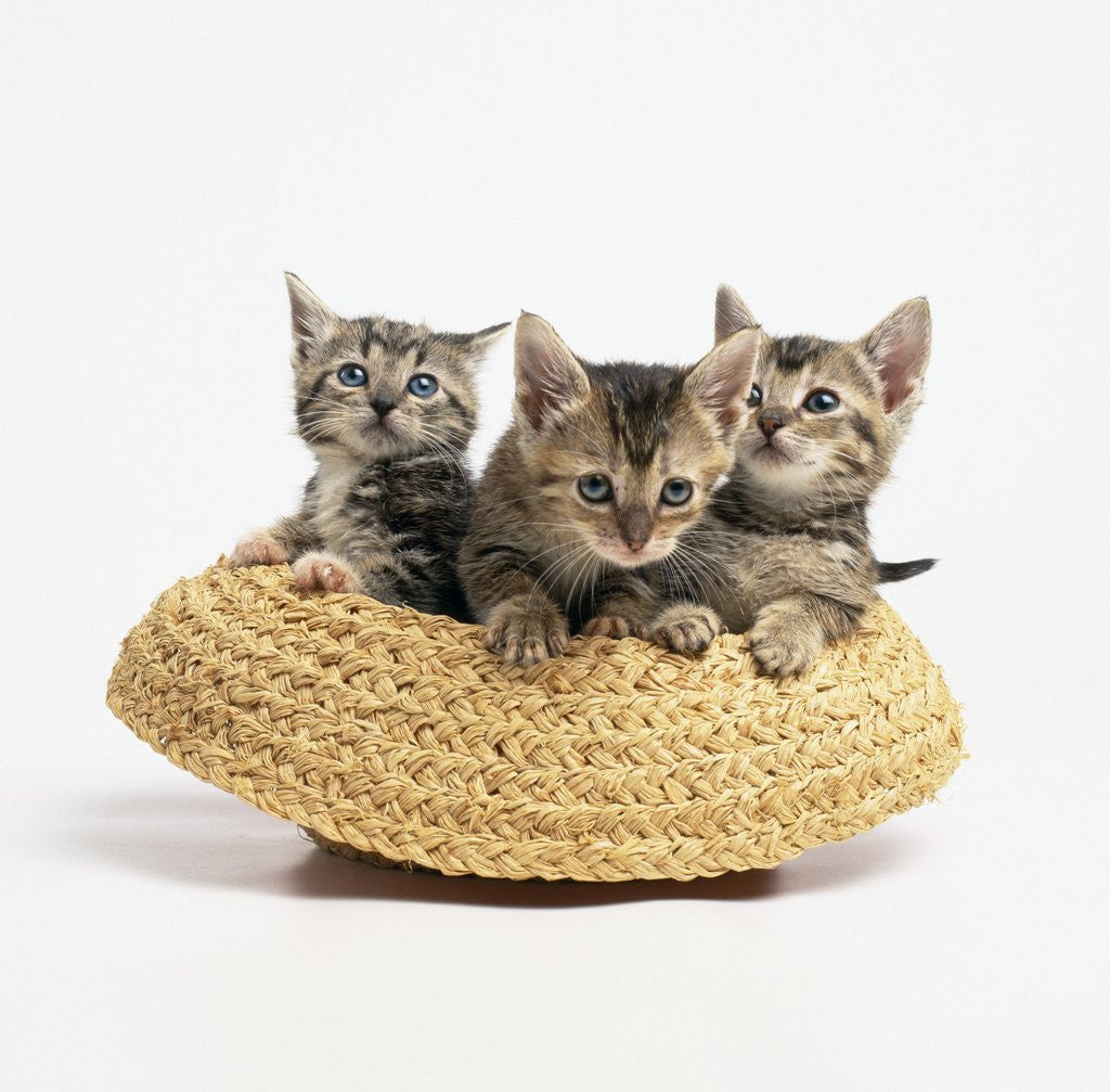 Detail of Kittens in Straw Hat by Anonymous