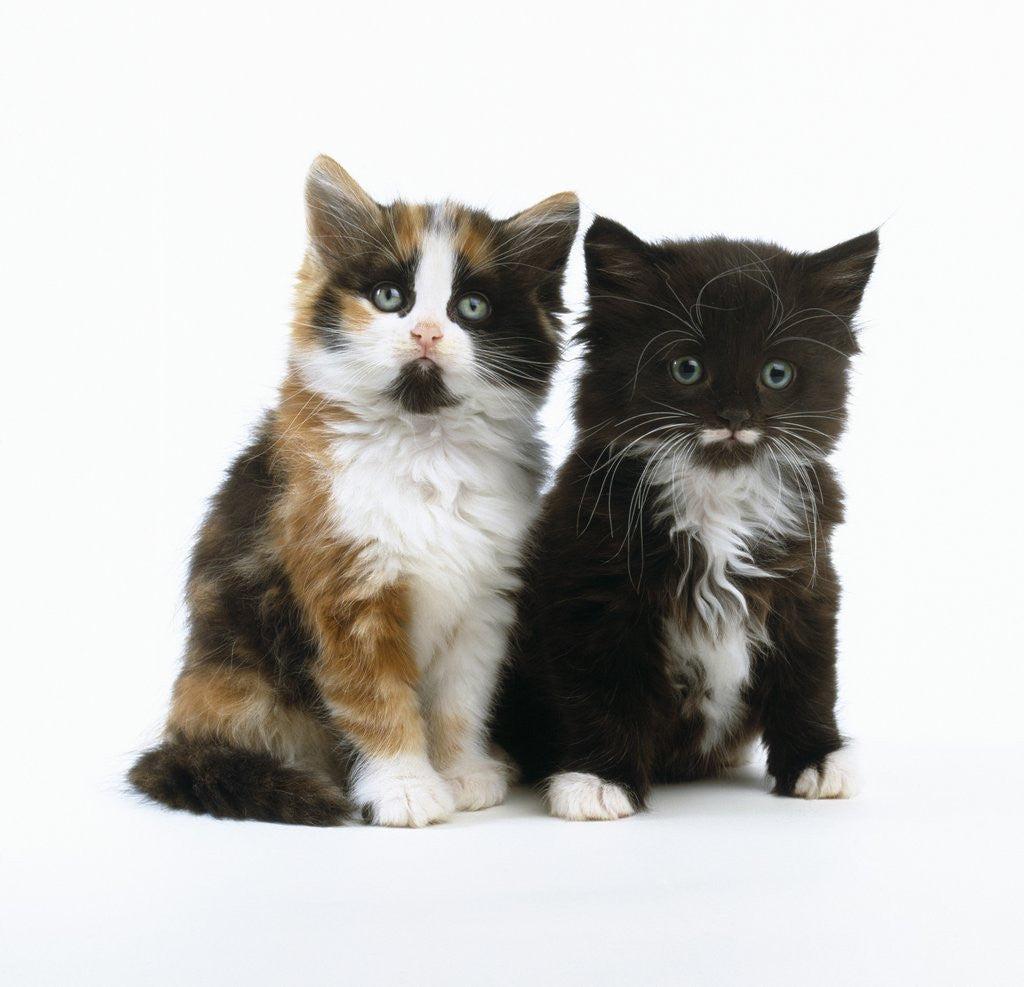 Detail of Long-Haired Kittens by Anonymous