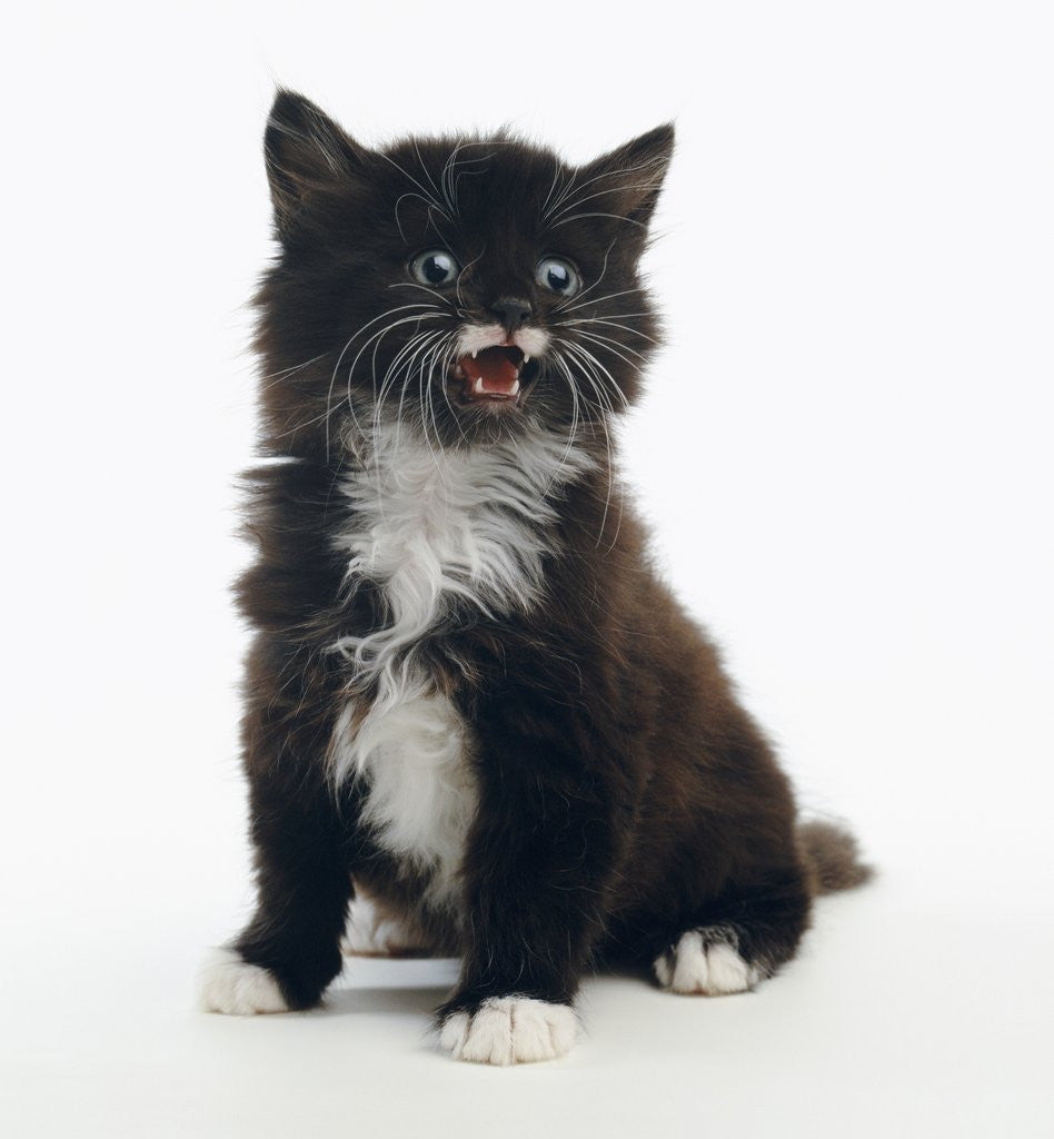 Detail of Mewing Kitten by Anonymous