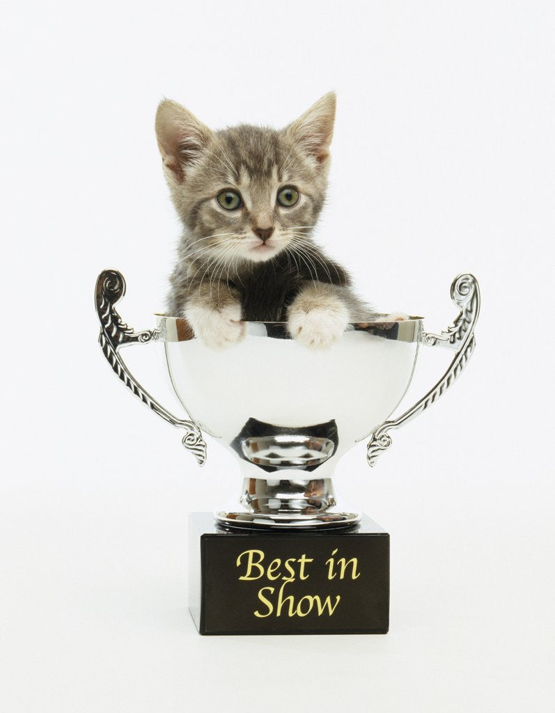 Detail of Kitten in Trophy by Anonymous