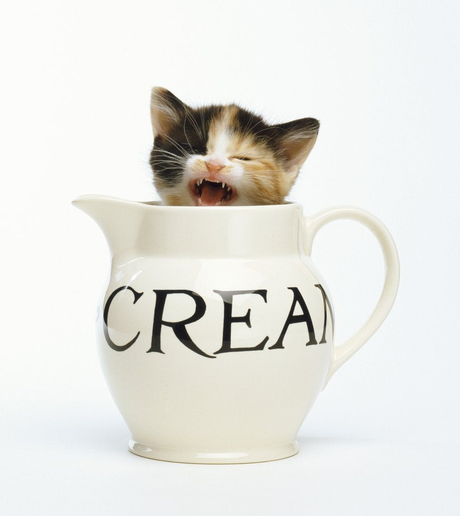 Detail of Kitten in a Creamer by Anonymous