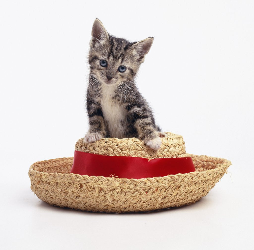 Detail of Kitten on Straw Hat by Anonymous