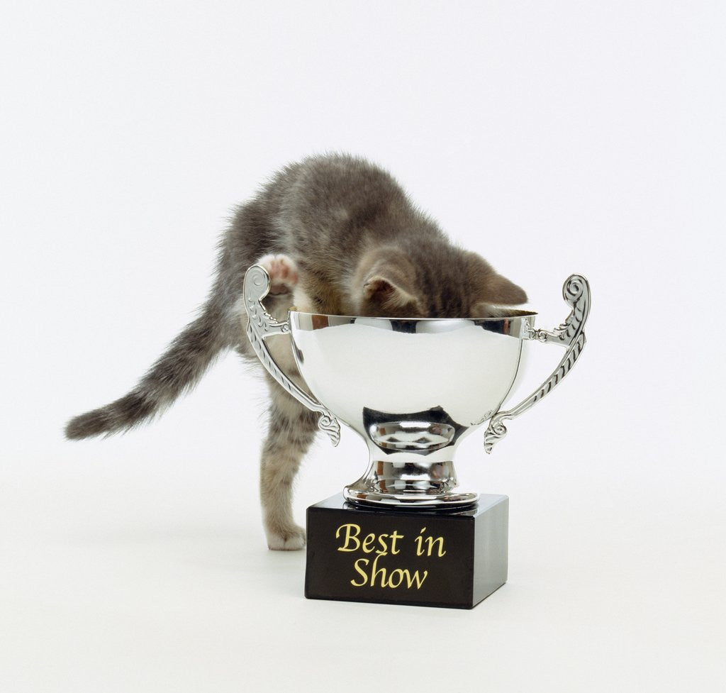 Detail of Kitten Climbing into Trophy by Corbis